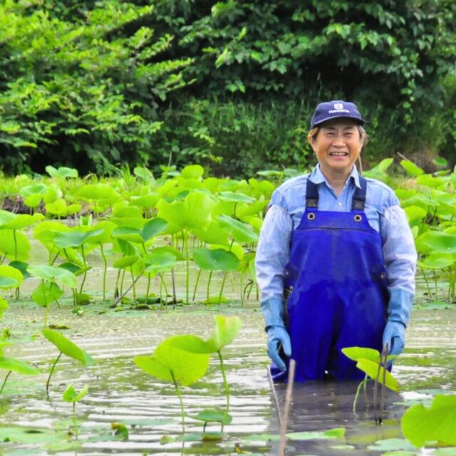 五泉の水と風の恵み、試行錯誤から生まれたブランドれんこんの秘密