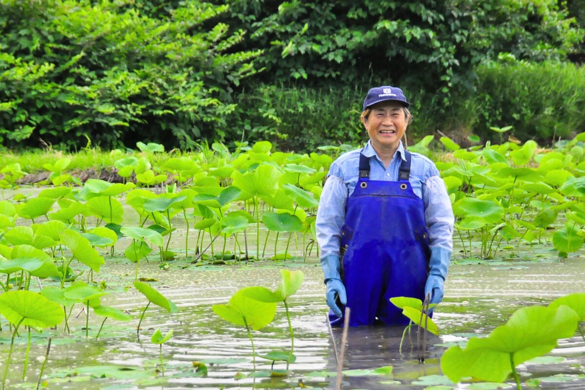 五泉の水と風の恵み、　試行錯誤から生まれた　ブランドれんこんの秘密
